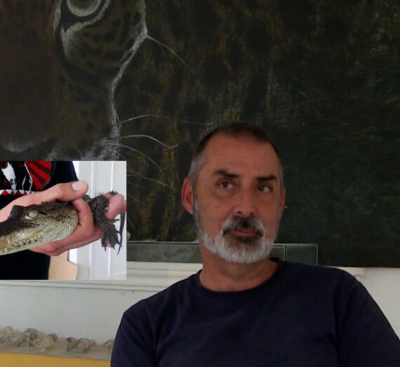 Cocodrilos en México, cocodrilos en Nayarit, cocodrilos en Tepic